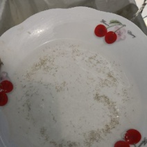 泥鳅苗统货