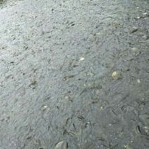 百容鲫