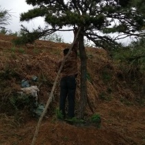 造型松14公分