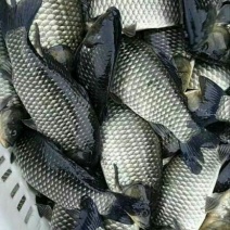 彭泽鲫