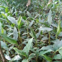 草果苗30~50cm