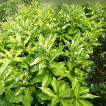 三红蜜柚苗0.8~1m0.8~1cm