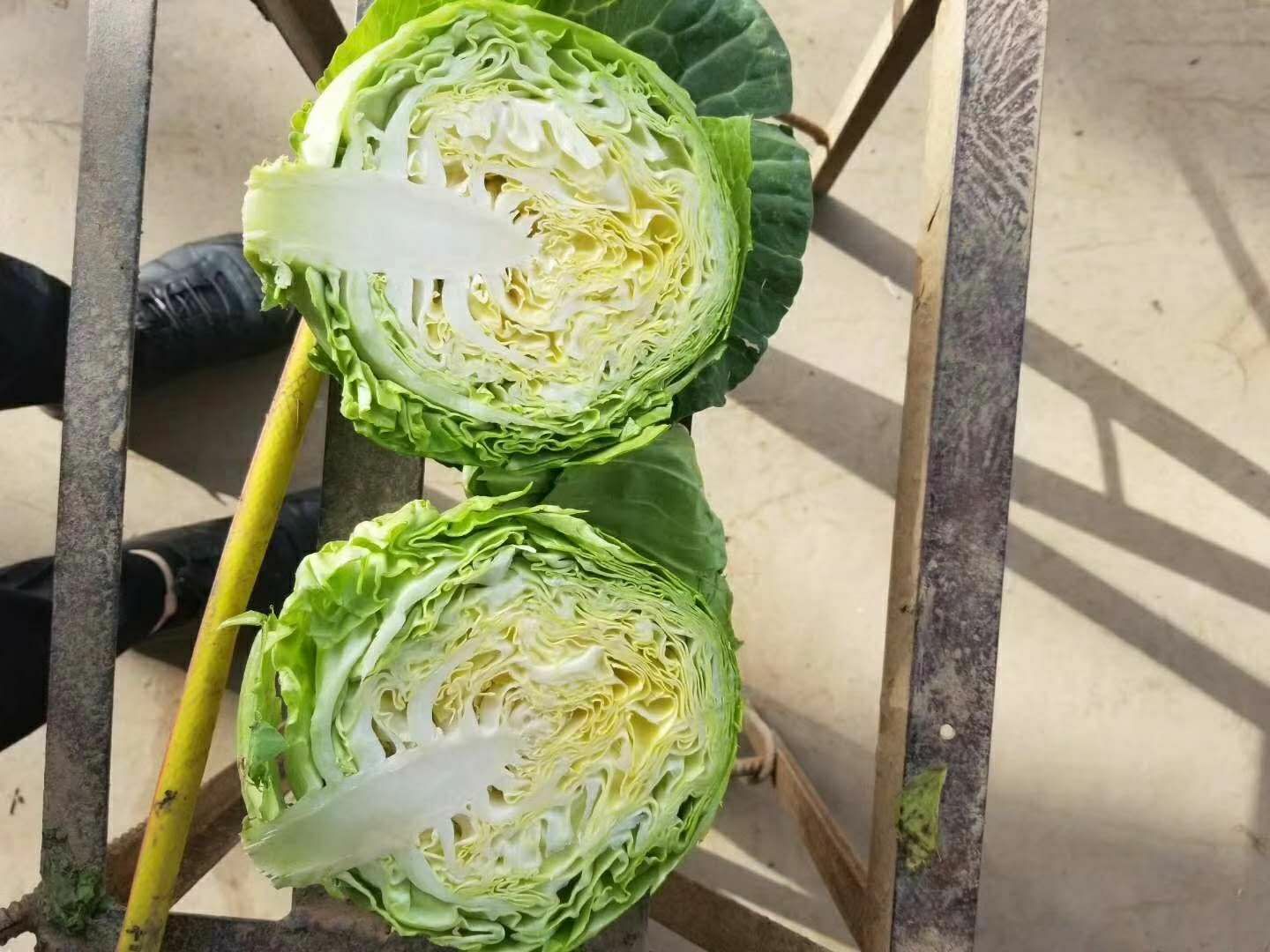 松花菜种子特写