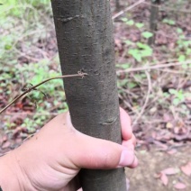 大叶女贞4~6cm