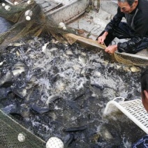 黄金鲫