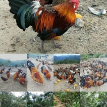 走地鸡散养土鸡2~3斤