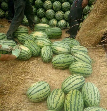 新疆吐鲁番安农二号西瓜 10斤打底 8成熟 1茬