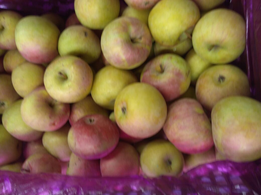 切开的国光苹果,果肉细腻,色泽洁白,展现其优质果肉结构 国光苹果切开图