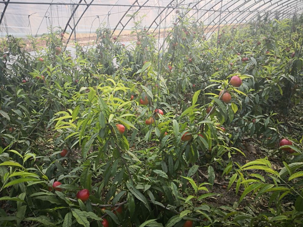 金皇后黄肉油桃种植园,展示大面积种植场景,果树整齐排列,果实成熟期 金皇后黄肉油桃种植园