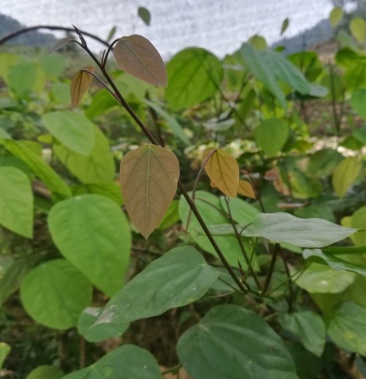 赤苍藤苗大新龙须菜天等姑娘菜有红芽和绿芽品种