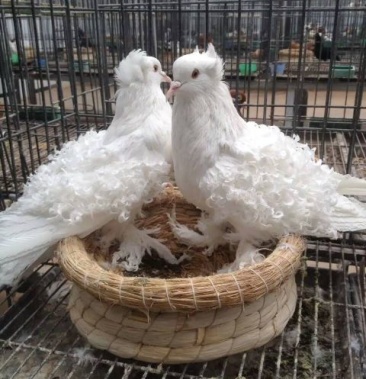 白芙蓉鸽的价格白芙蓉出售