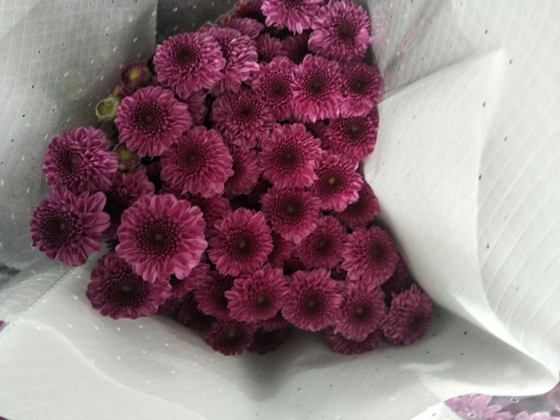 “绯红皇后”切花花艺设计展示