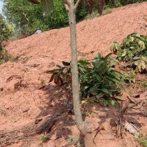 枇杷树261~300cm