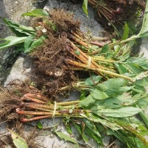 草果苗30~50cm
