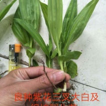 紫花三叉白芨种苗，直播驯化苗10~20cm