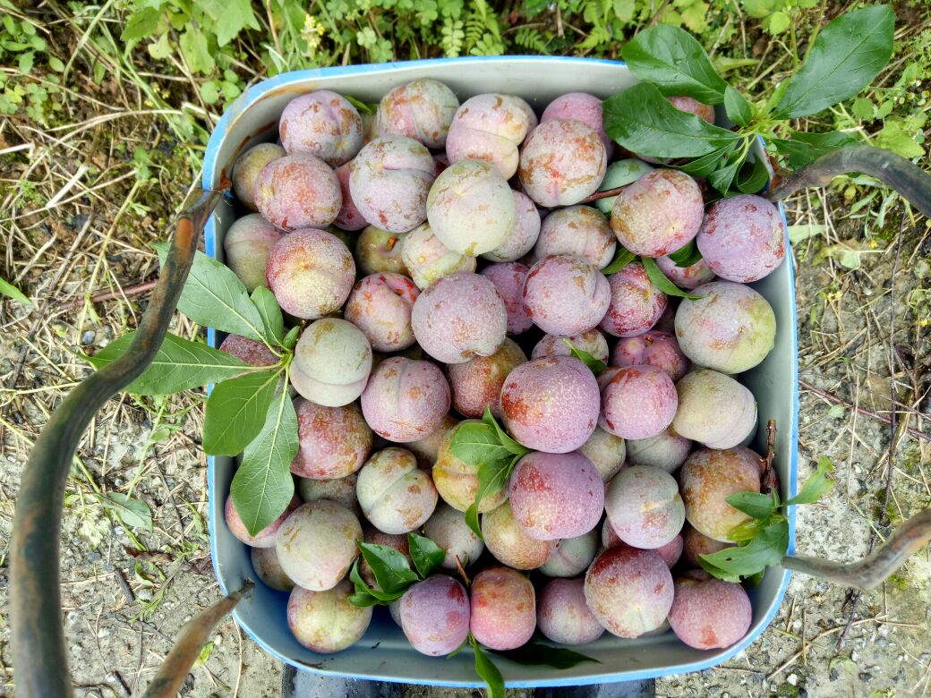 果农正在果园中采摘成熟的李子,果实饱满,色泽鲜艳 李子采摘现场