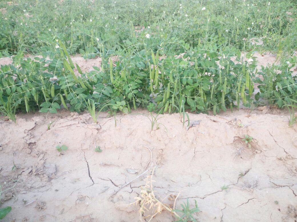 河南青豌豆主产区分布图