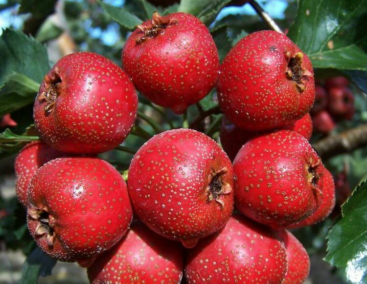 图片说明:新鲜采摘的红色山楂果实,表面光滑,色泽鲜亮,是制作山楂茶的主要原料 山楂果实特写