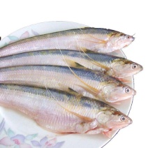 黄河刀鱼冰鲜鱼