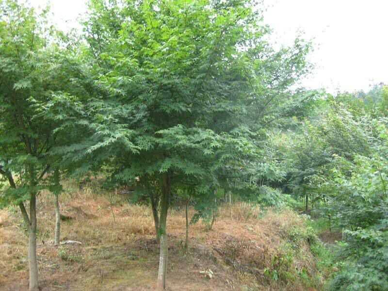 油麦菜种植田地,绿油油的油麦菜长势喜人 油麦菜种植田地