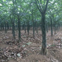 发财树裸根不带土。量大货优，合作批发。什么品相好都有
