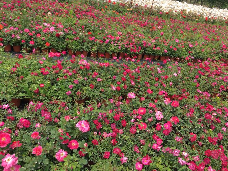 欧洲市集上售卖月季花束与精油产品的摊位