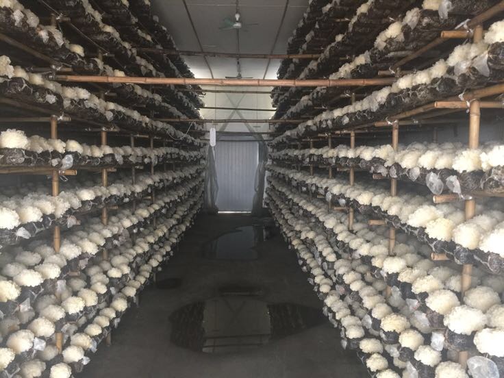 赣州信丰县丑耳种植基地航拍图,展示规模化种植场景,林下栽培环境清晰可见 丑耳种植基地航拍图