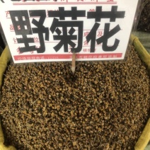 野菊花袋装