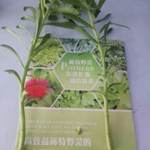 三七养心菜扦插苗粗壮茎苗，