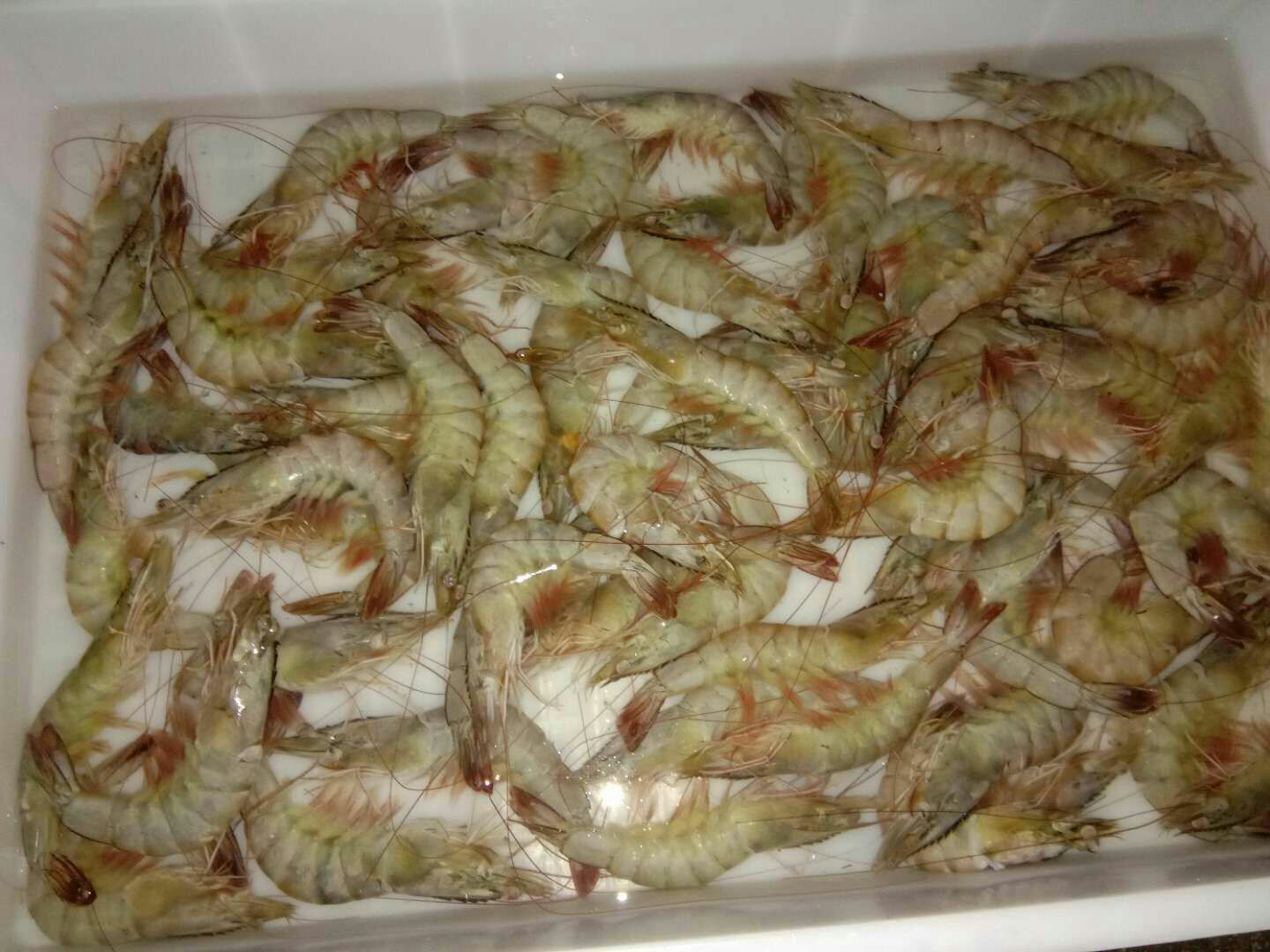 图片说明:一张信息图表形式的柱状图,展示每100克白对虾的蛋白质、脂肪、碳水化合物、钙、磷、胆固醇等营养成分数值,背景为浅蓝色,配有单位标注和对比参考线 白对虾营养成分柱状图