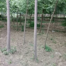 丝绵木