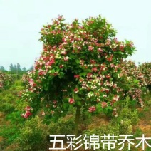 五彩锦带苗，锦带小苗基地专卖培育，