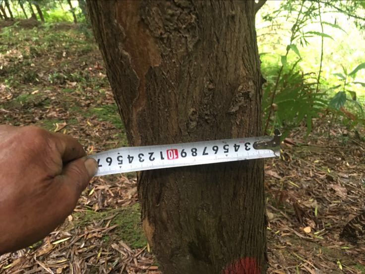 侧柏胸径测量示意图