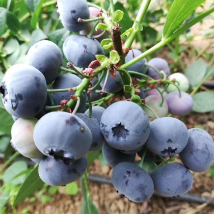 蓝丰蓝莓价格行情