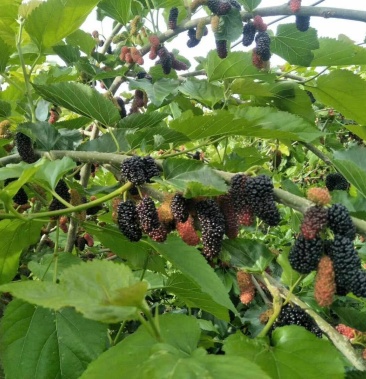 [桑葚批发]大叶桑 3~4cm价格2.00元/斤 - 一亩田