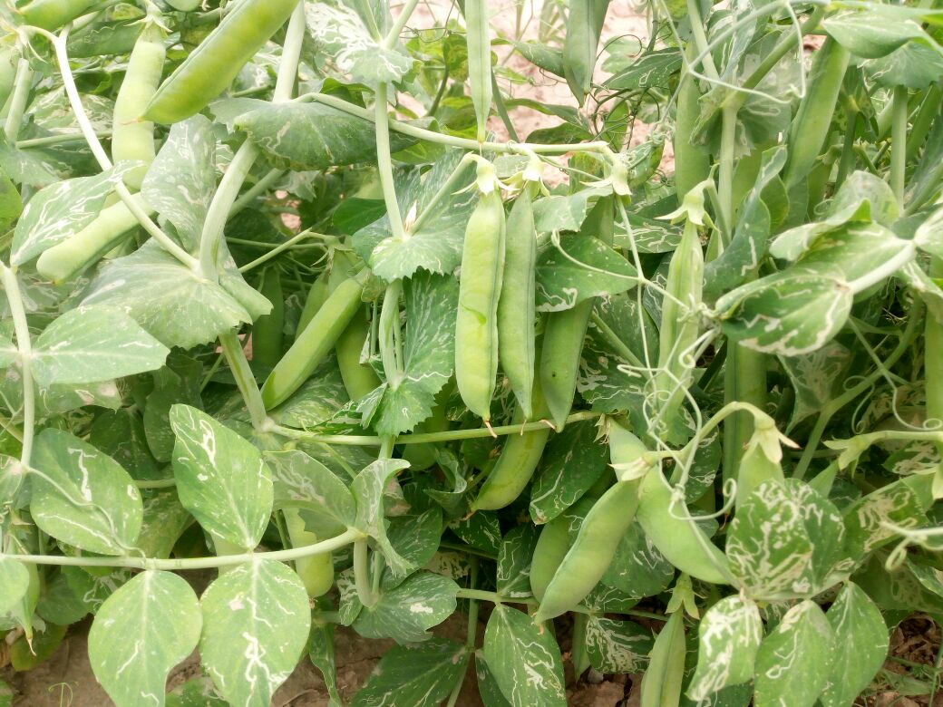 青豌豆与白豌豆植株及豆荚对比图