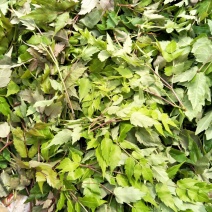 野生藤茶