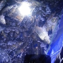 池鲤鱼1~2公斤