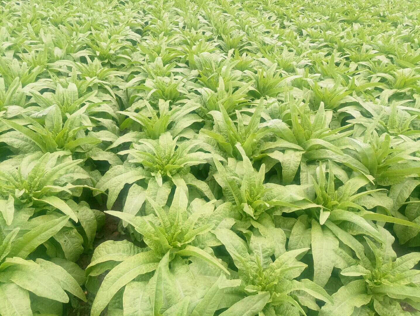 一片整齐的青笋种植田,植株直立,茎部已明显膨大露出土面,叶片呈深绿色,农民正在田间采收。背景可见四川丘陵地貌,反映典型产区环境 青笋田间生长实景图