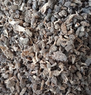 00元/斤谁有野生发霉的羊肚菌06