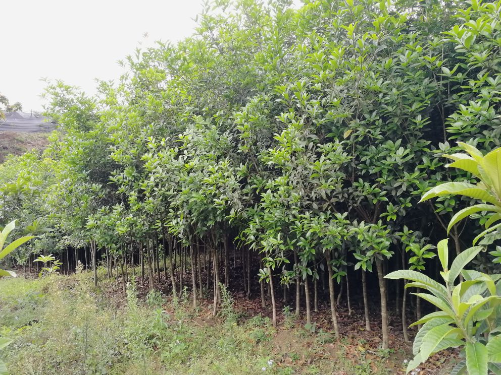 八月桂盆栽展示