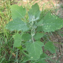 灰灰菜