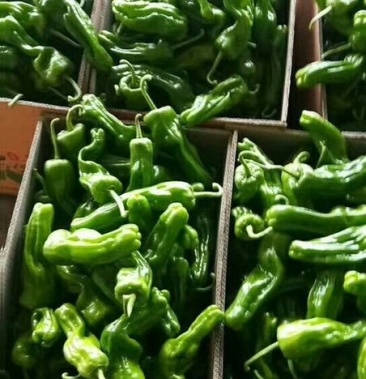 大青椒薄皮青椒芜湖椒砀椒五号产地直销质量保证