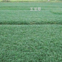 草皮