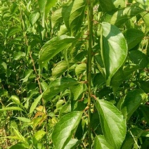 酸梅树苗80-100cm有地苗、杯苗嫁接苗