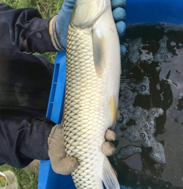 厚子鱼 人工养殖 活鱼 0.5~2.5公斤