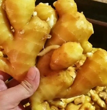 面姜沂水县种植基地欢迎各位老板前来订购支持全国发货