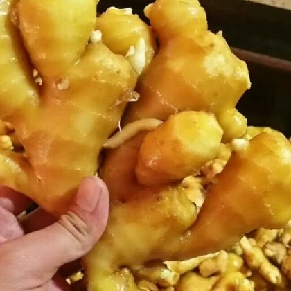 山东临沂沂南县面姜产地行情