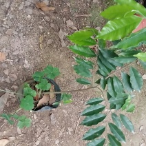 热卖沉香树苗30~50cm，易成活现挖现发，可发全国