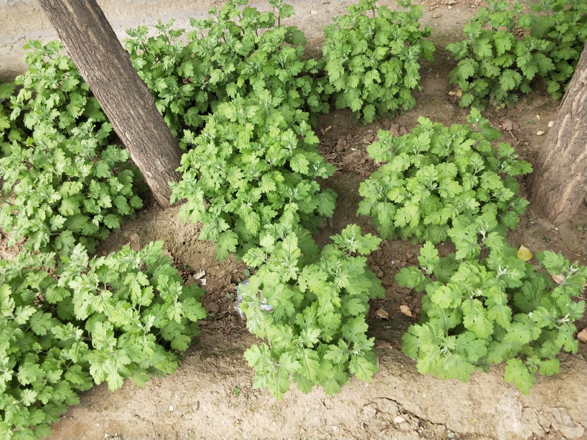 杭白菊原产地种植实景图